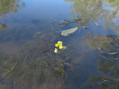Utricularia muelleri