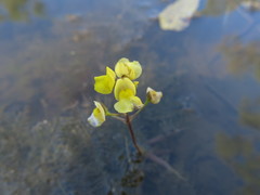 Utricularia muelleri