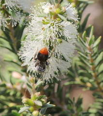 Leioproctus muelleri
