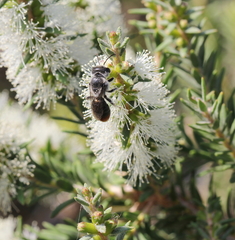 Leioproctus muelleri