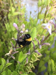 Bombus terrestris