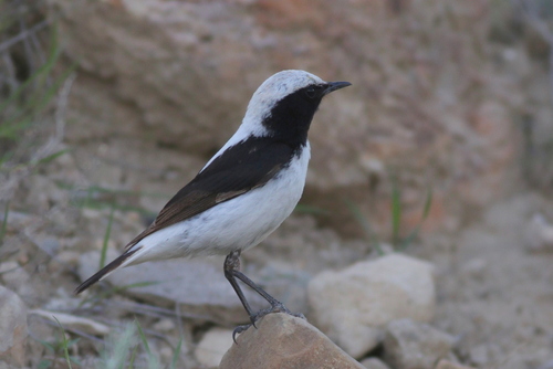 Finsch's Wheatear (Oenanthe finschii), photo 8