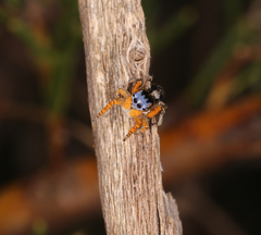 Maratus banyowla