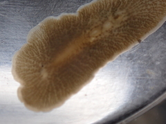 Leptoplana tremellaris