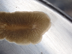 Leptoplana tremellaris