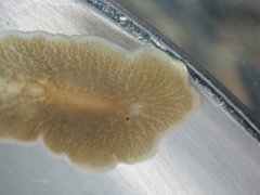 Leptoplana tremellaris