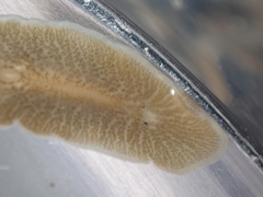 Leptoplana tremellaris