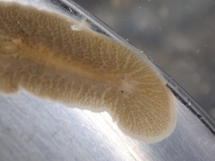 Leptoplana tremellaris