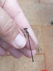 Pseudocopera ciliata