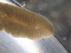 Leptoplana tremellaris