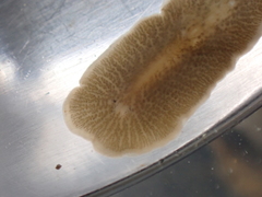 Leptoplana tremellaris