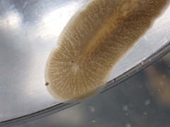 Leptoplana tremellaris