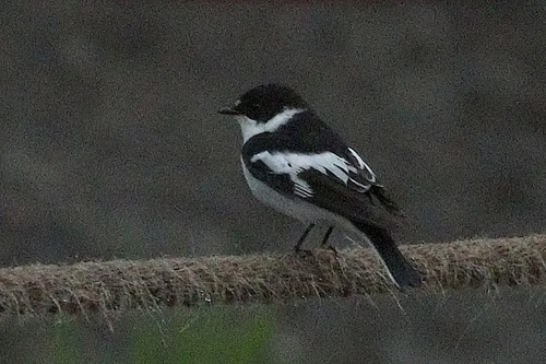 Semicollared Flycatcher (Ficedula semitorquata), photo 6