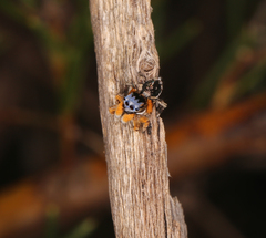 Maratus banyowla