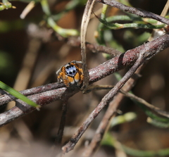 Maratus banyowla