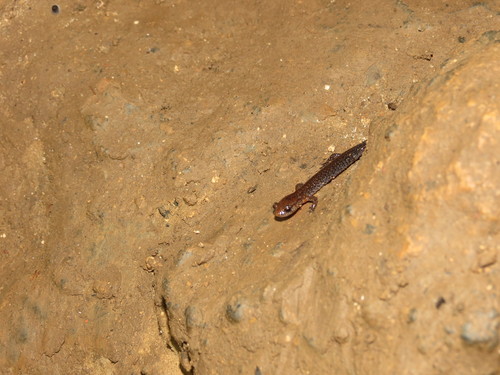 Plethodon ventralis