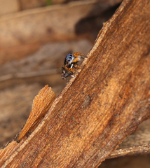 Maratus banyowla