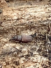 Dryophthorus americanus