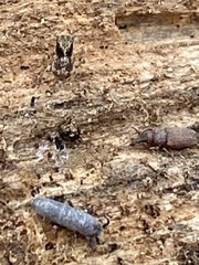 Dryophthorus americanus