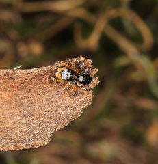 Maratus banyowla