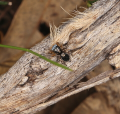 Maratus banyowla