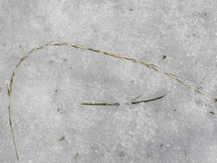 Elymus caninus