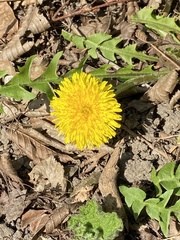 Taraxacum officinale