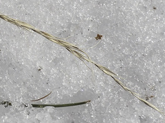 Elymus caninus