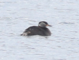 Potápka červenokrká (Podiceps grisegena)