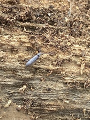 Pogonognathellus dubius