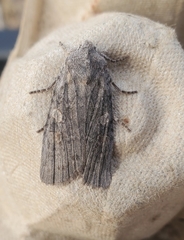 Lithophane antennata