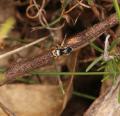 Maratus banyowla