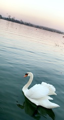 Cygnus olor