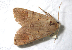 Ammoconia caecimacula