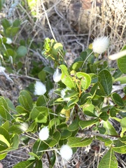 Searsia laevigata laevigata
