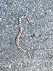 Oligodon taeniolatus