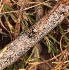 Maratus banyowla