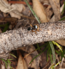 Maratus banyowla