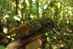 Ramphotrigon ruficauda