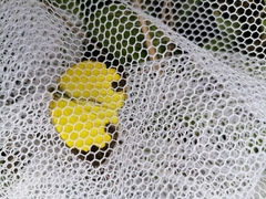 Eurema blanda