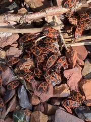 Pyrrhocoris apterus