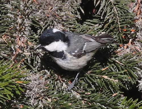 sýkorka uhliarka (Periparus ater)