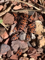 Pyrrhocoris apterus
