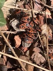 Pyrrhocoris apterus