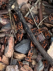 Pyrrhocoris apterus