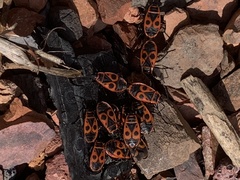 Pyrrhocoris apterus