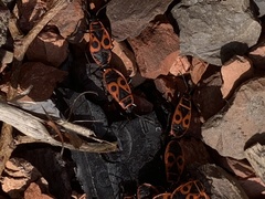 Pyrrhocoris apterus