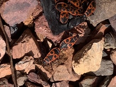 Pyrrhocoris apterus