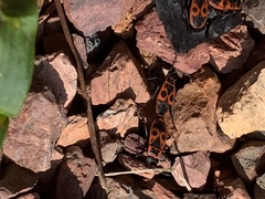 Pyrrhocoris apterus