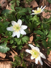 Anemonoides nemorosa